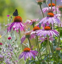 Sommerfugleblanding blomstereng